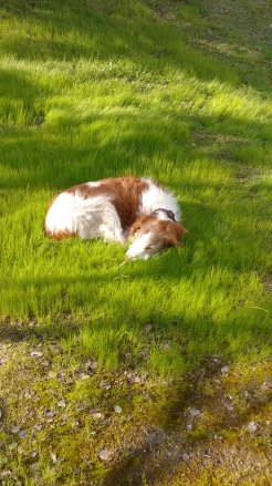 Murphy lawn sleep